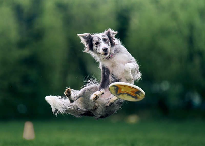 собачий фрисби, собака в полете, бордер колли Свободный полётphoto preview