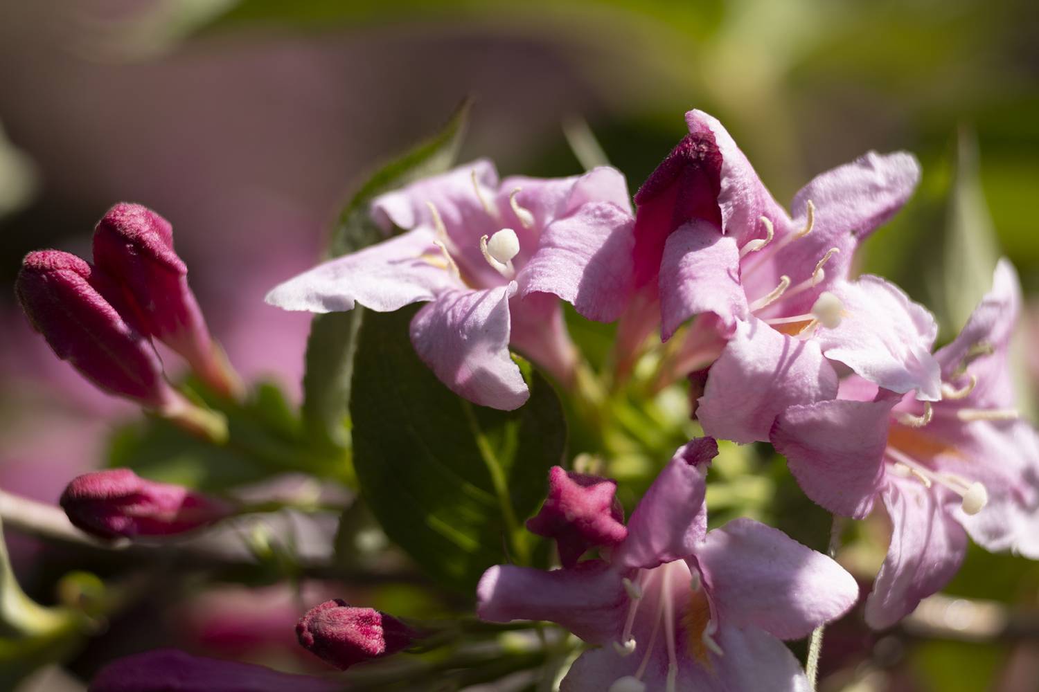 Автор: Elena Kovrigina , Elena Kovrigina