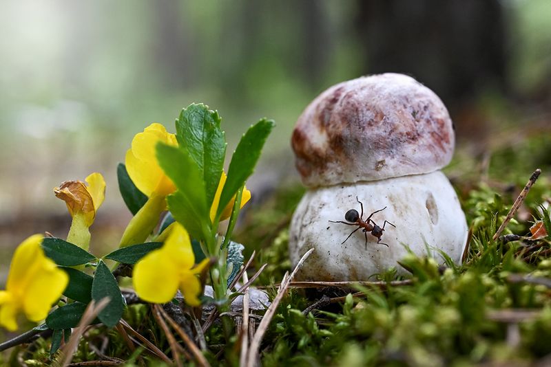 Первыйphoto preview