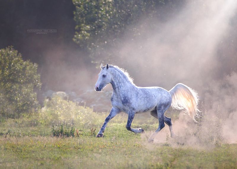 конный фотограф, лошадь, конь, лошади, конная фотография, жеребец, horse,  horses, pferd, конный фотограф яна орлова Орловский рысакphoto preview