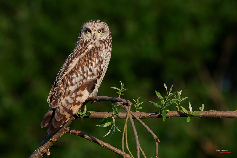 Болотная соваphoto preview