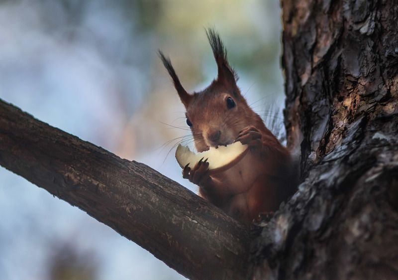 Любитель яблокphoto preview