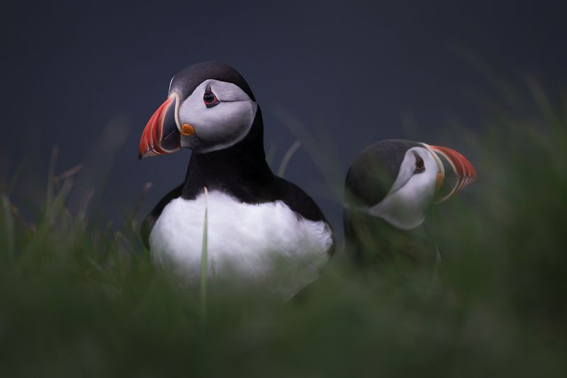 Faroe Islands, Puffins Faroe Island Puffinsphoto preview