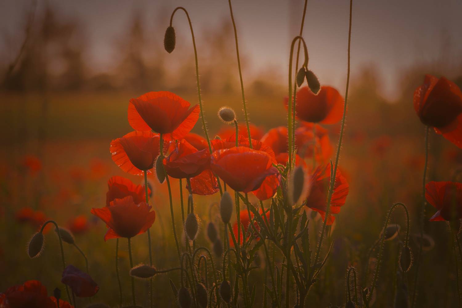 , Волоцков Александр