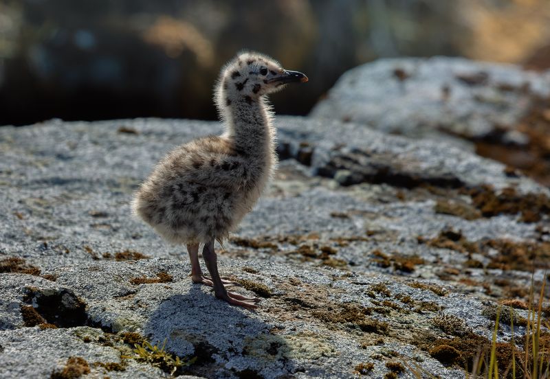 чайка, птенец, потомство, весна, скалы photo preview