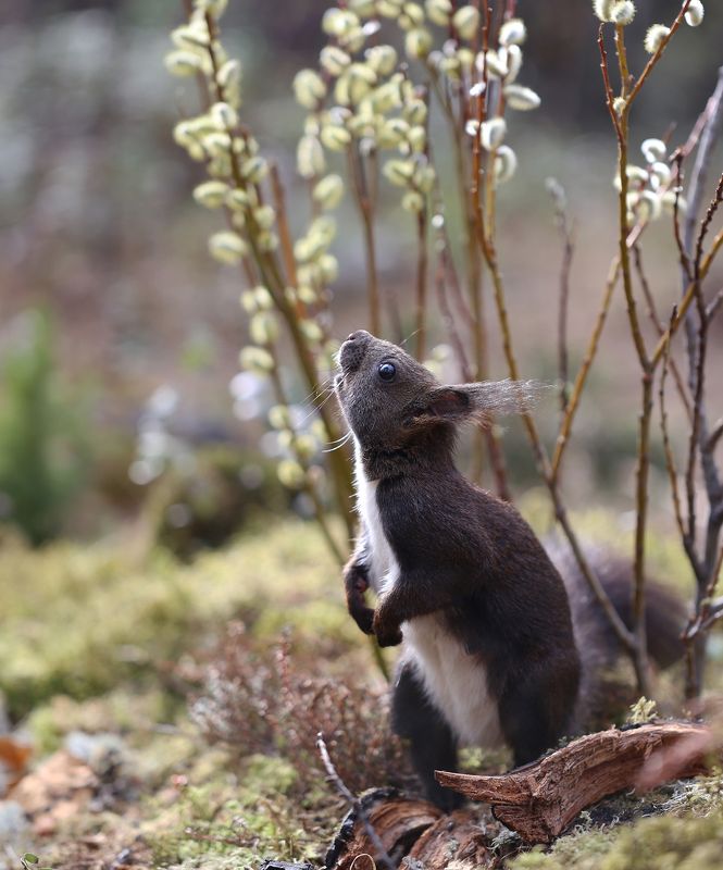 нерюнгри, белка, якутия, дикие_животные, евгениялевина, бурундукиибелкилевиной, женялевина, весна, верба Сладкая вербаphoto preview