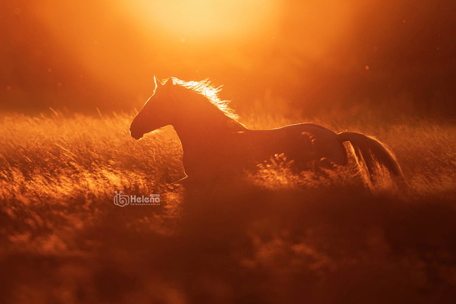 Автор: Helena , Helena