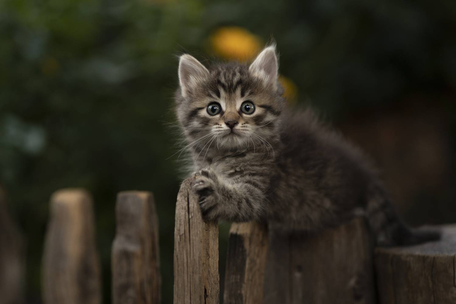 , Коротун Юрий