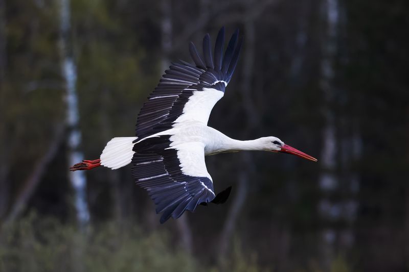 белый аист, ciconia ciconia птицы, фото птиц, птицы Белый аист. (Ciconia ciconia)photo preview
