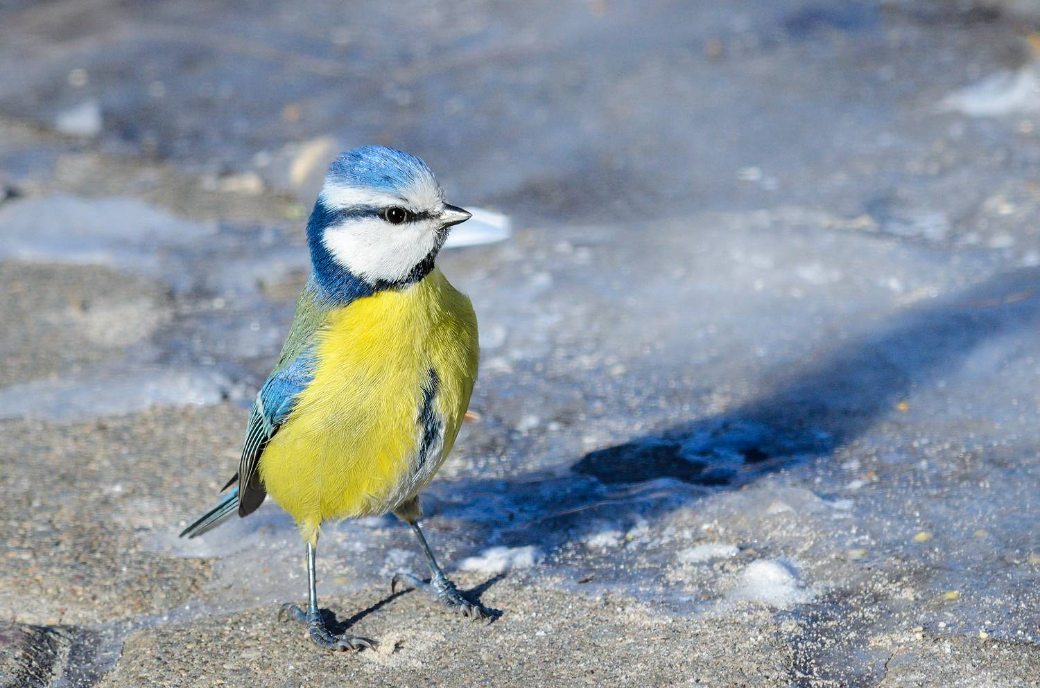 Малыш крепыш. Автор: Александр Добыш синица птица bird tit, Александр Добыш