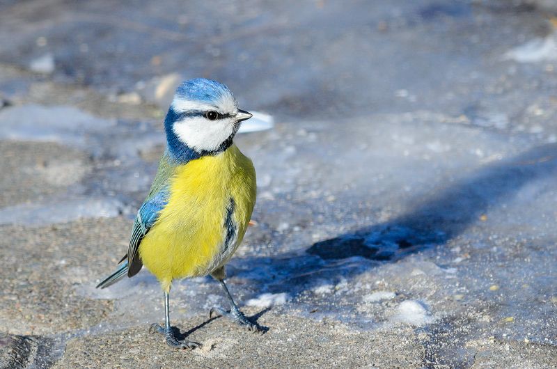 синица птица bird tit Малыш крепышphoto preview