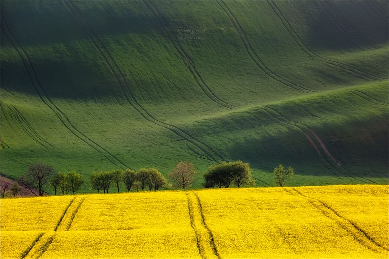 южная моравия,пейзаж, волны,rural,линии,south moravian,lines,свет,rural,czech,весна,чехия,field,landscapes,поле,рапс,дeрево,green Зелёно - жёлтые волныphoto preview