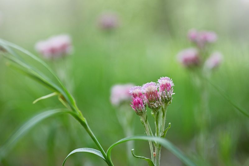 Нежностьphoto preview