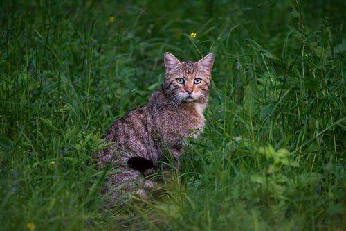 The European Wildcat
