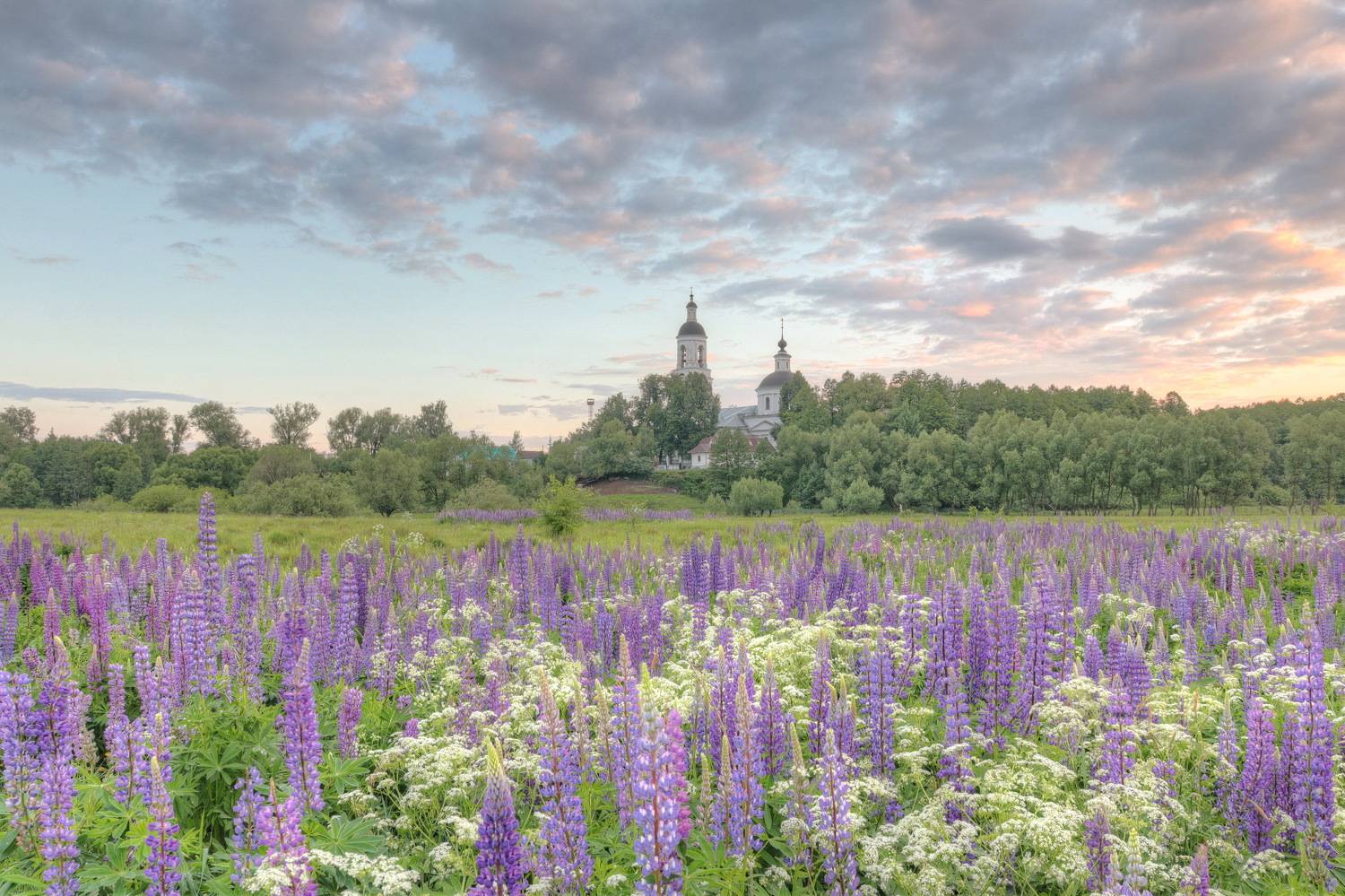 люпины цветут. Автор: Добролюбова Тамара , Добролюбова Тамара
