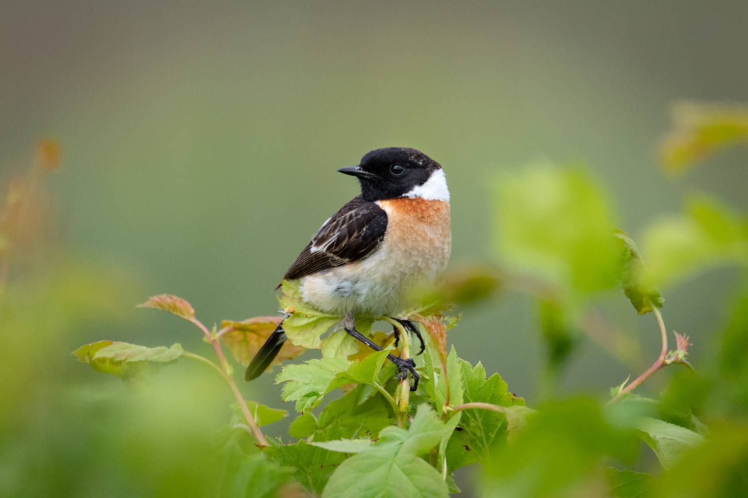 птицы, чекан, лето, птаха, Степанова Татьяна