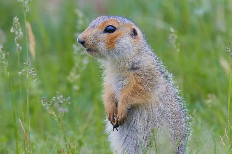 Сусликphoto preview