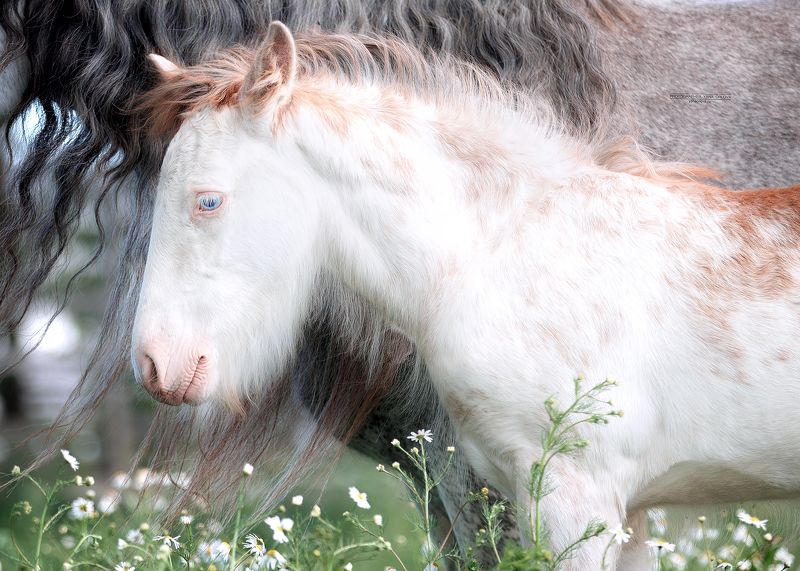 конный фотограф, лошадь, конь, лошади, конная фотография, жеребец, horse,  horses, pferd, конный фотограф яна орлова Жеребёнок тинкераphoto preview