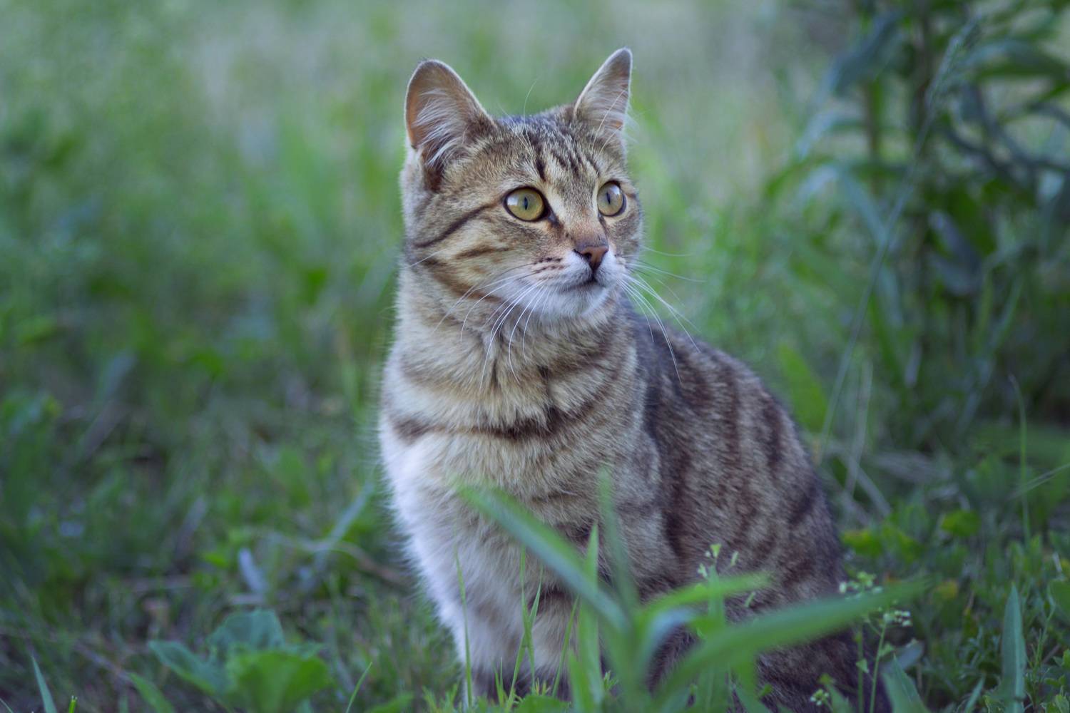 "Свободный". Автор: Александр Канцур дворовый кот, Александр Канцур