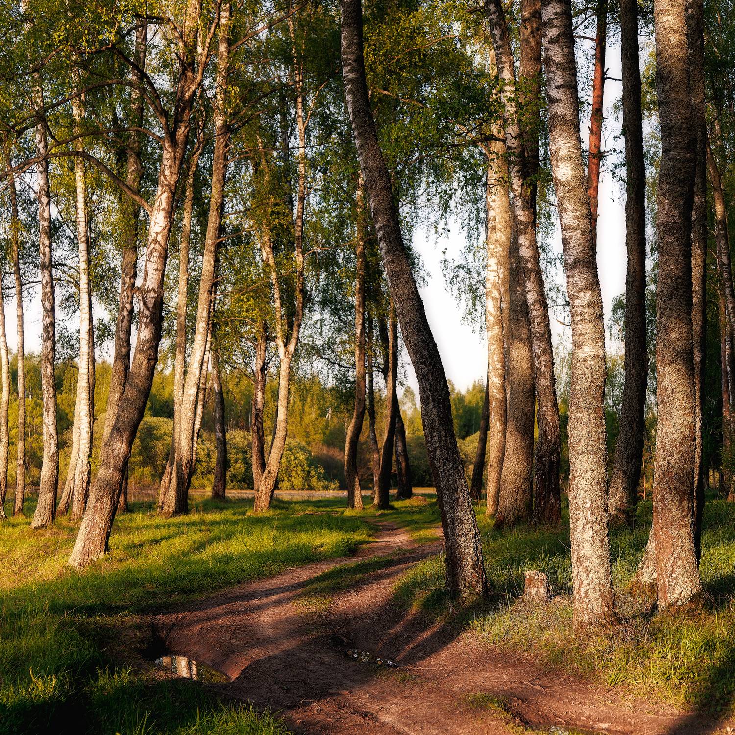 Дорога. Автор: Загруев Михаил , Загруев Михаил