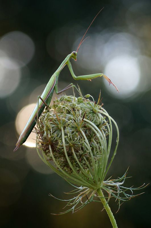 Ловец солнечных \