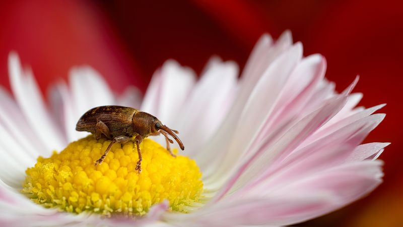 Слоникphoto preview