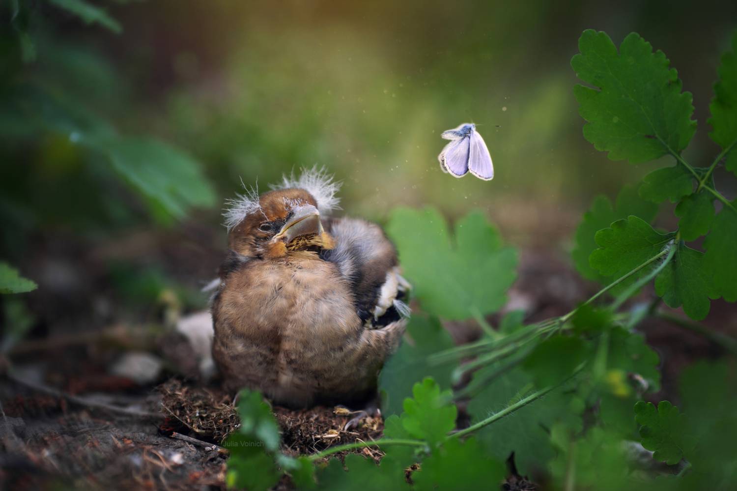 ***. Автор: Юлия Войнич , Юлия Войнич