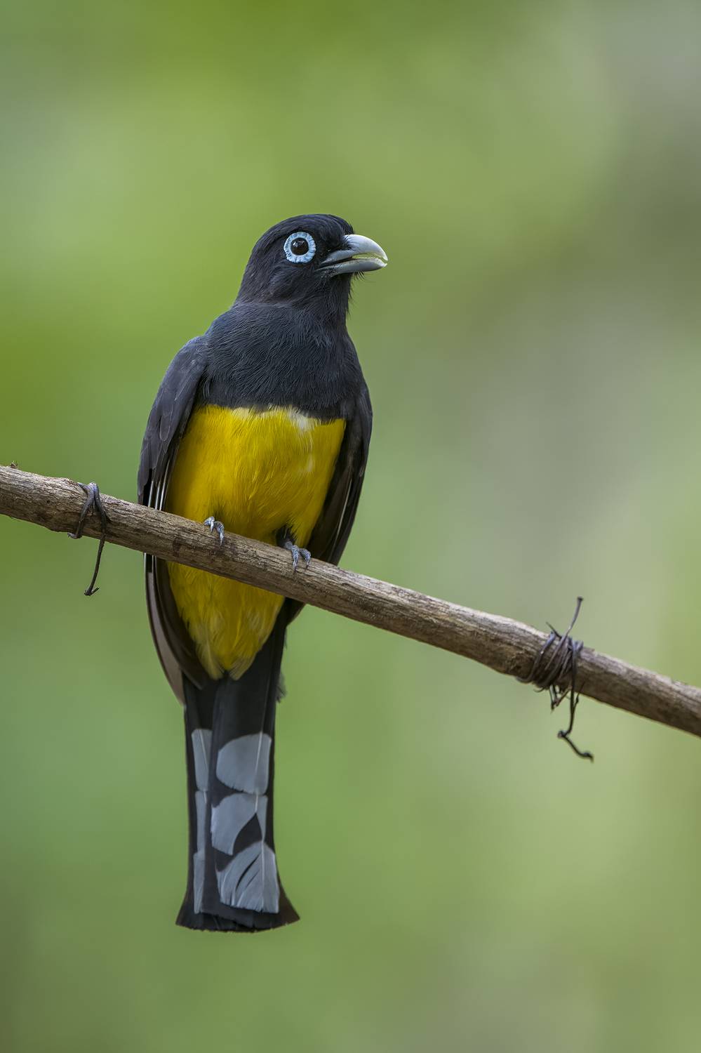 Black-headed Trogon. Автор: Burgalin Sequeira Fernando , Burgalin Sequeira Fernando