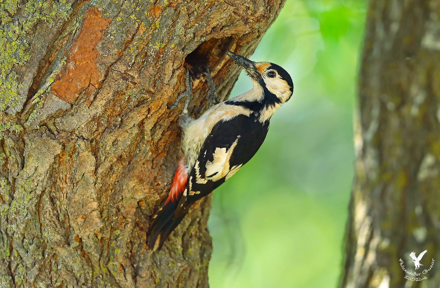 сирийский дятел., Гусар Александр
