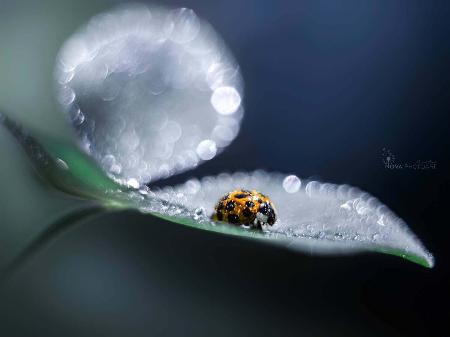 Автор: Svetlana Smirnova , Svetlana Smirnova