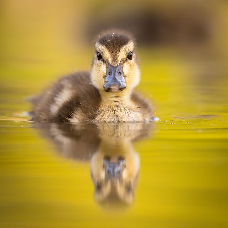 Ducklingphoto preview