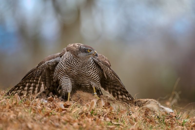 bird, birds, hunter, hunting, birdofprey, Hunterphoto preview