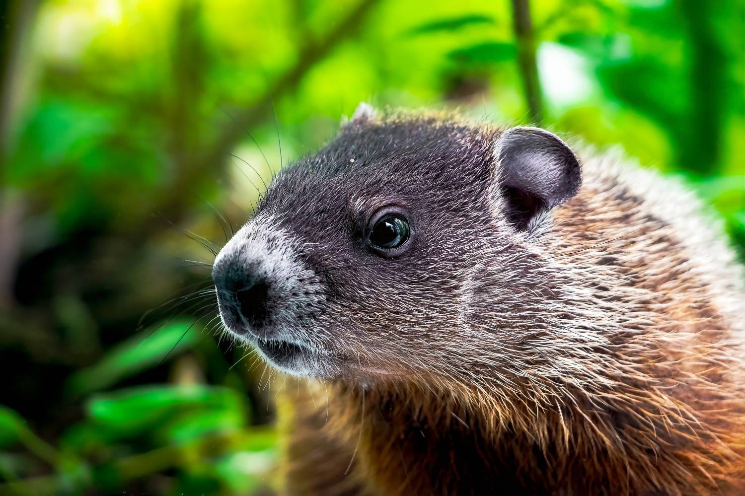 animal, woodchuck, nature, animal_lovers,  Stephane