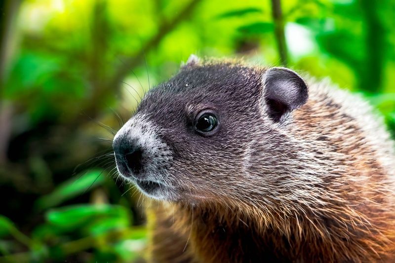 Baby Woodchuckphoto preview