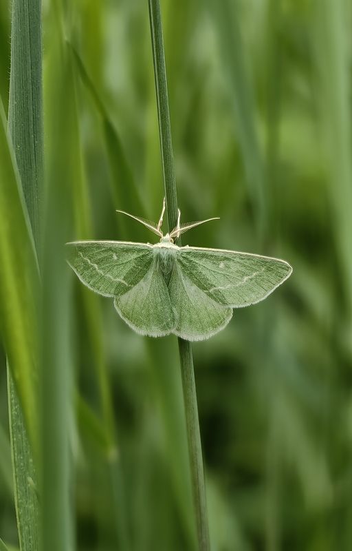 пяденица, бабочка Бабочкаphoto preview
