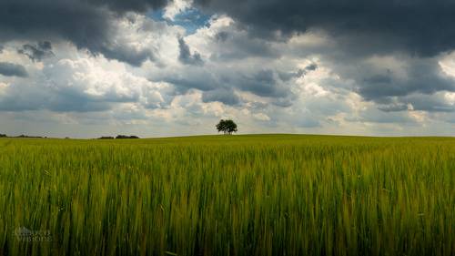 Fieldscape