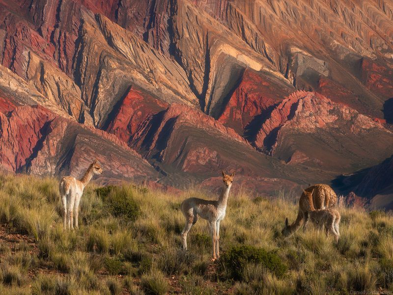 Puna de Atacama