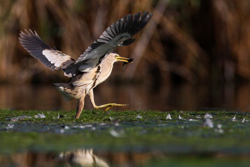 #birds, #fauna, #nature, #wildlife, #малая выпь, #природа, #птицы, #фауна, #цапля Малая выпь  (лат. Ixobrychus minutus)photo preview