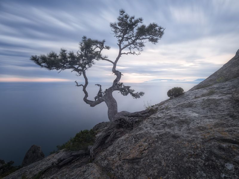 крым, сосна, новый свет, пик космос Пасмурный день на пике Космосphoto preview