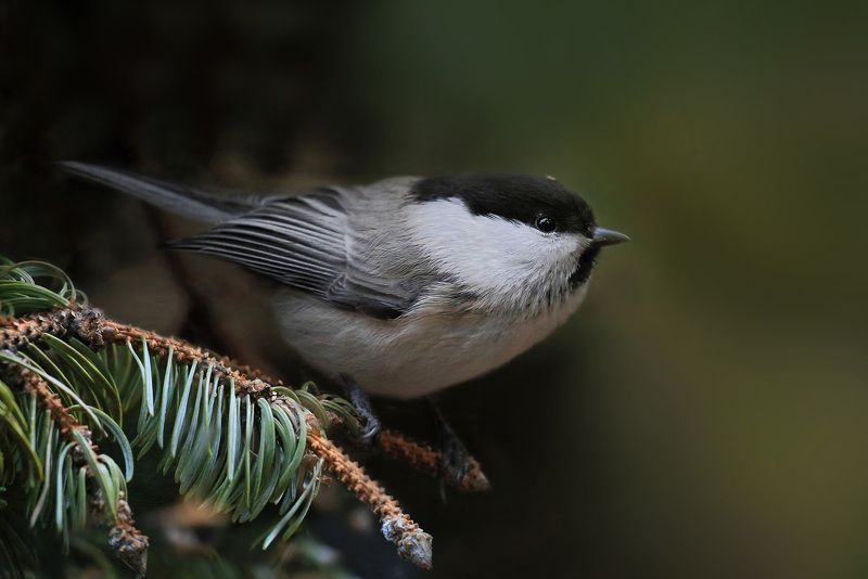 синица, гаичка Гаичкаphoto preview