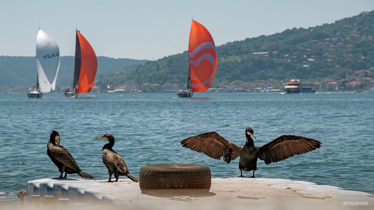 Бигуанский баклан, босфор, турция, регата, парусный, яхта, пролив, морские птицы, животный мир, природа, отдых, туризм, путешествие, поездка, Сытилин Павел