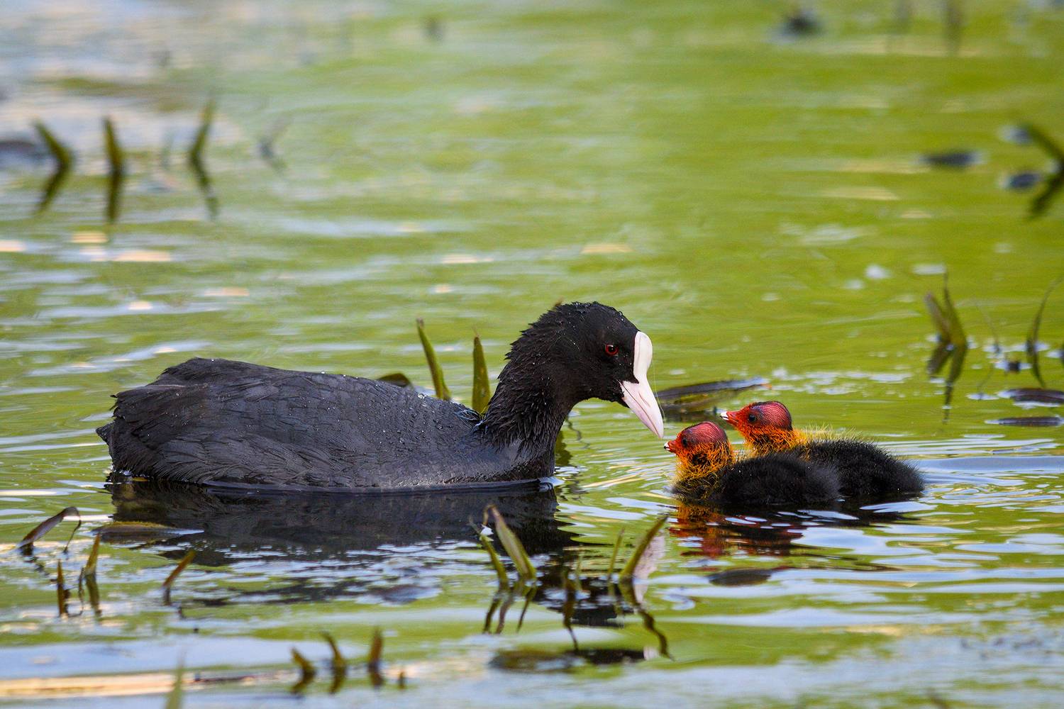 Нежность. Автор: Александр Добыш #лысуха, Александр Добыш