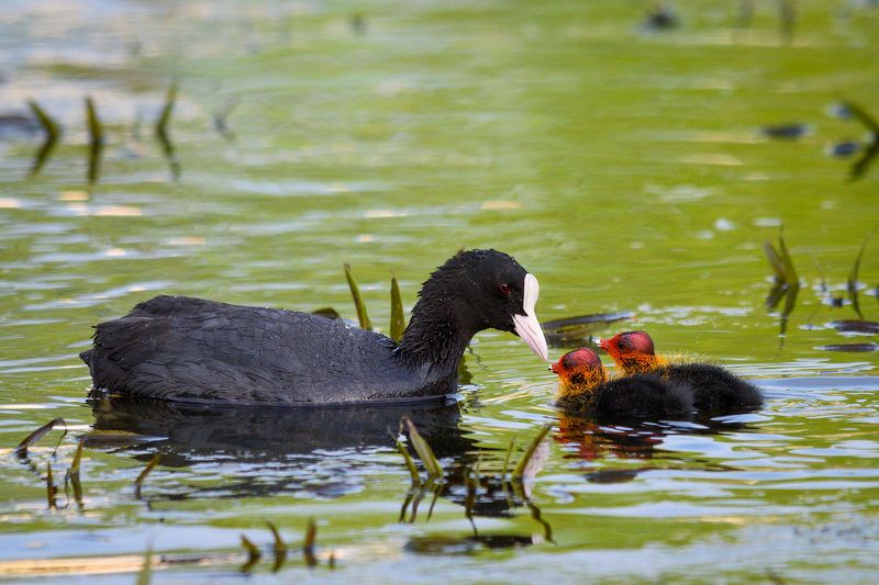 #лысуха Нежностьphoto preview