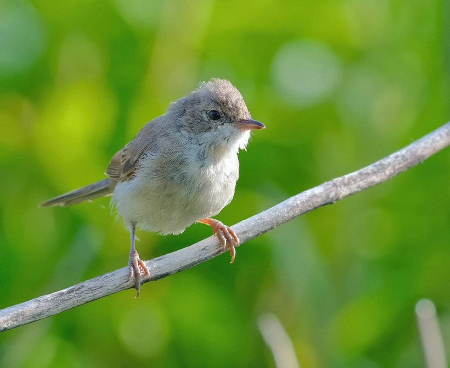 Растрепашка.... Автор: Alexey Gnilenkov , Alexey Gnilenkov