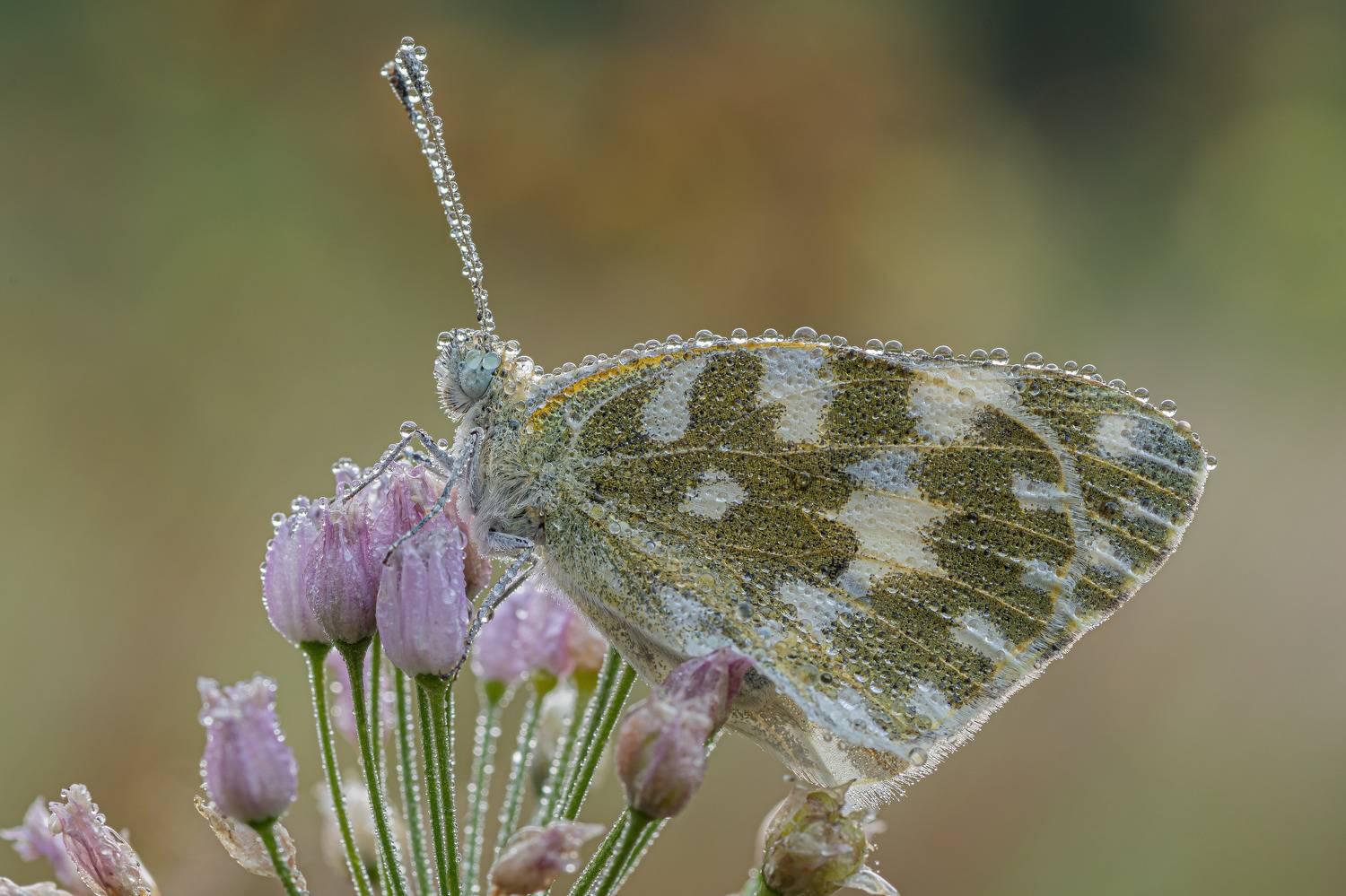 , Зайцев Роман