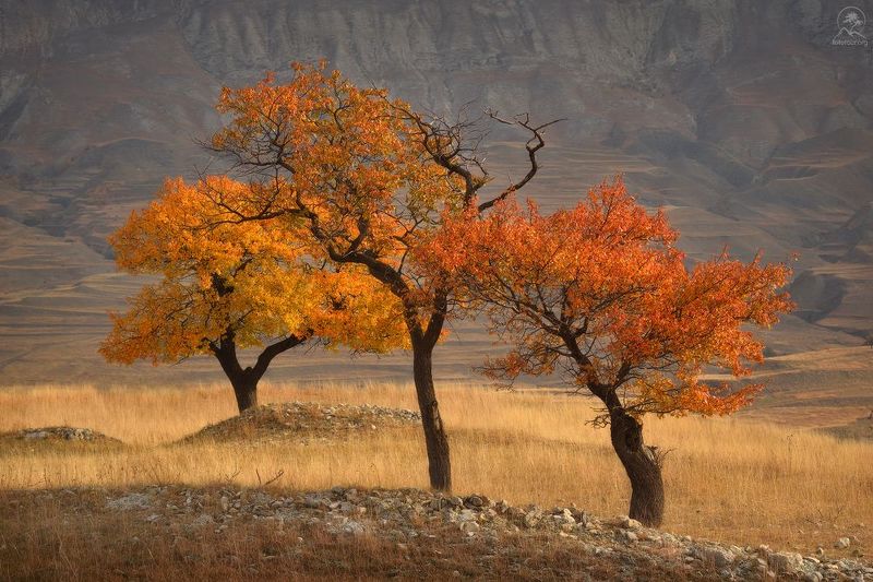 дагестан, горы, деревья, осень, террасы, фототур в дагестан Триоphoto preview