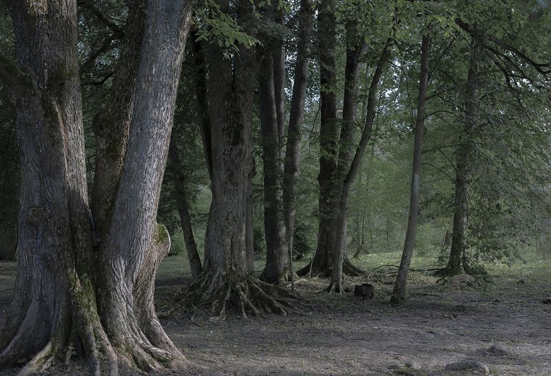 ...там чудеса, там леший бродит!photo preview