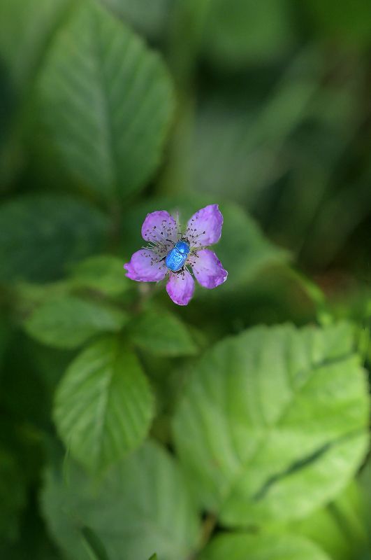 Hoplie bleuephoto preview