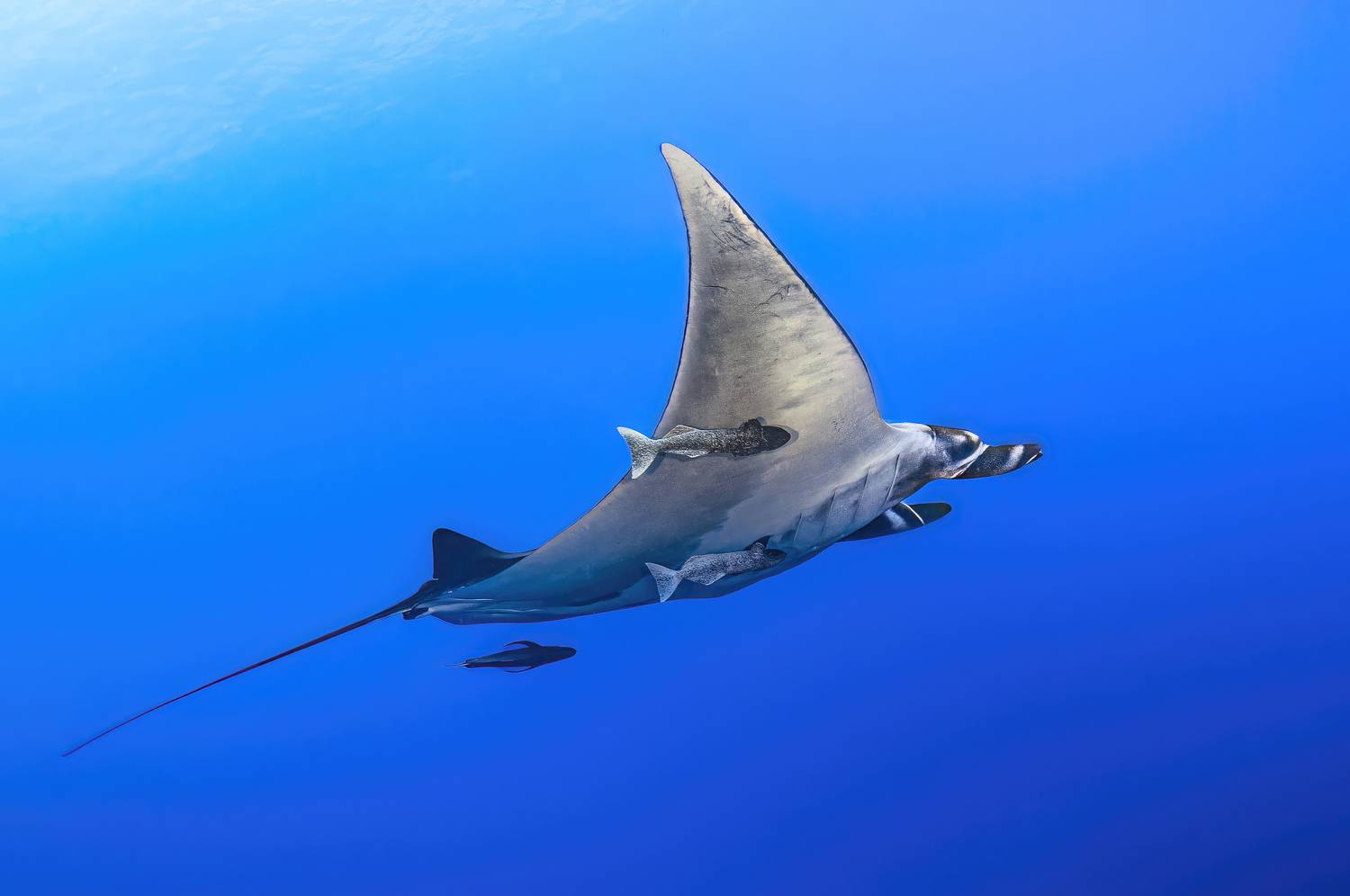 Манта. Автор: Сергей Булгаков mexico, socorro, манта, мексика, остров сокорро, Сергей Булгаков