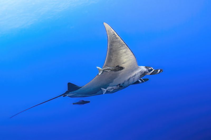 mexico, socorro, манта, мексика, остров сокорро Мантаphoto preview